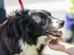 Łódź. Falco z lotniska w Łodzi przeszedł na emeryturę