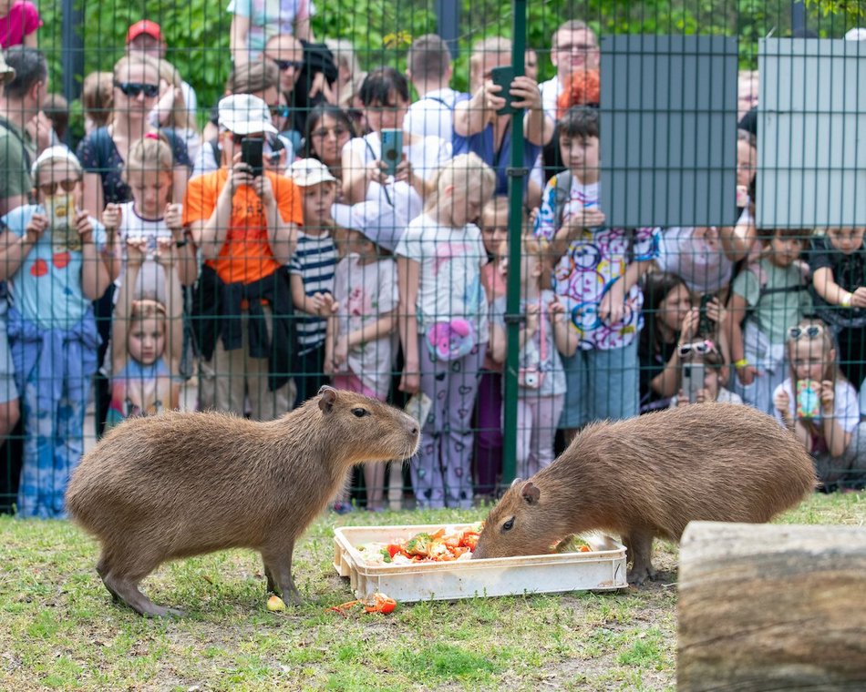 Łódź. Majówka 2025. Łodzianie wybrali relaks w Orientarium Zoo Łódź i w Aquaparku Fala