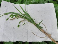 Łódź. Rośliny pełne tajemnic! Rodzinne warsztaty w Ogrodzie Botanicznym