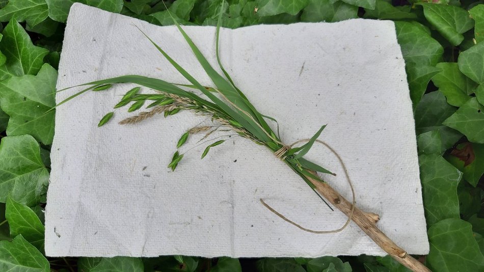 Łódź. Rośliny pełne tajemnic! Rodzinne warsztaty w Ogrodzie Botanicznym