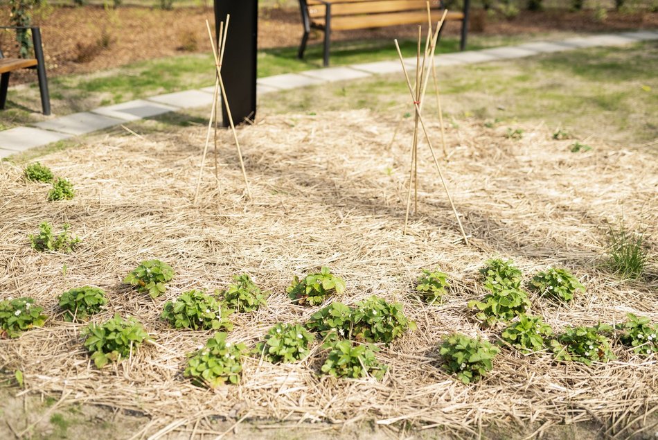 IX LO w Łodzi - fotowoltaika, ekologiczny ogródek i pompa ciepła