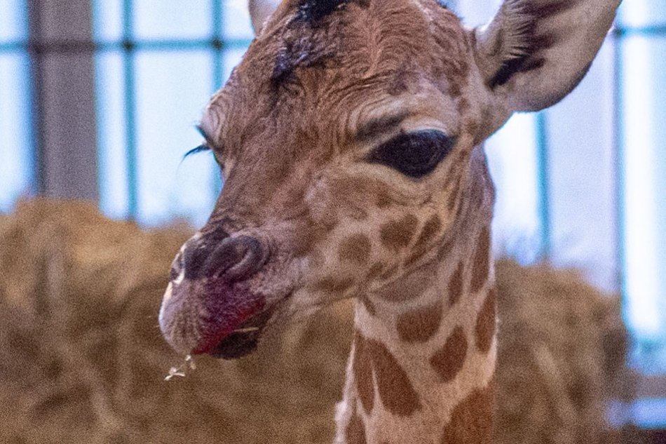 Dzień żyrafy w Orientarium Zoo Łódź. Dmuchańce, maseczki, naklejki i stoisko edukacyjne