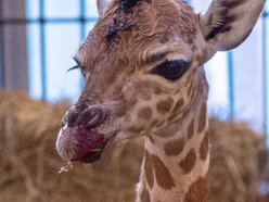 Dzień żyrafy w Orientarium Zoo Łódź. Dmuchańce, maseczki, naklejki i stoisko edukacyjne