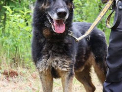 Łódź. Astro jest w schronisku w Łodzi zdecydowanie za długo. Podaruj mu godną starość!