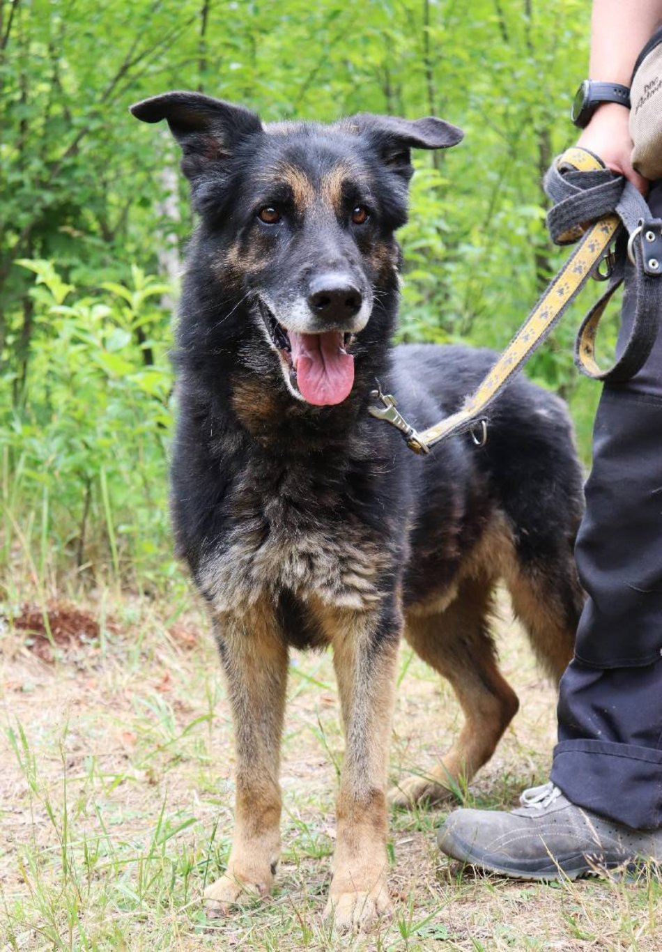 Łódź. Astro jest w schronisku w Łodzi zdecydowanie za długo. Podaruj mu godną starość!