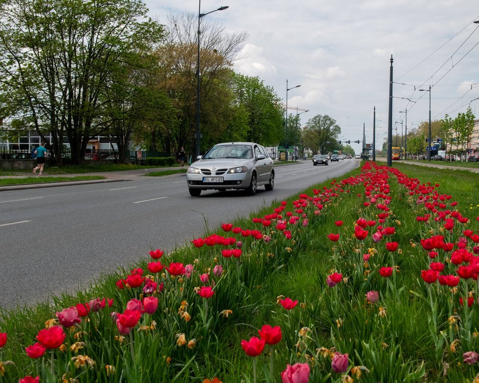 Łódź. Szpaler tulipanów na Piłsudskiego w Łodzi. Podróż tamtędy to uczta dla oczu