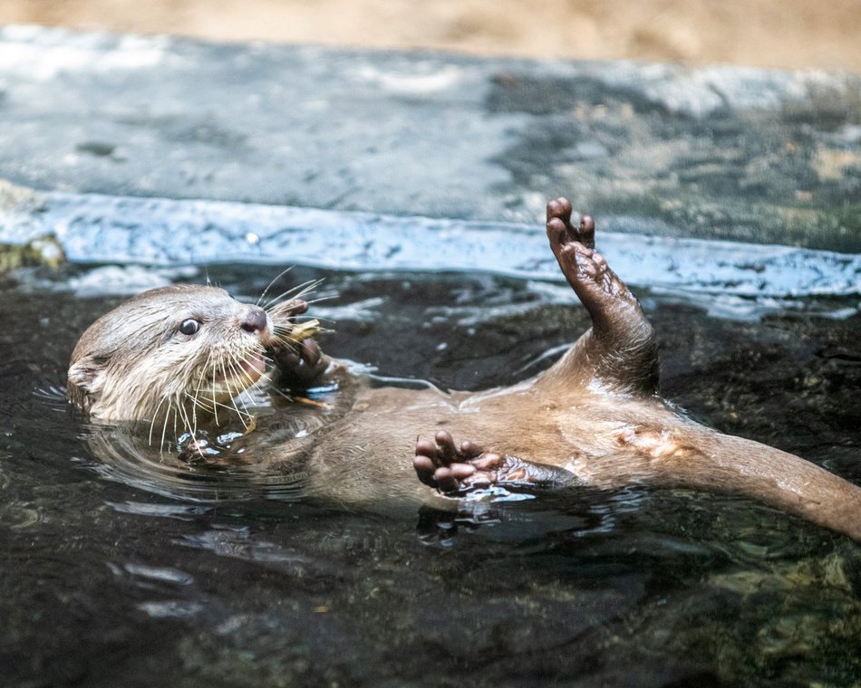 Nowe zwierzaki w Orientarium Zoo Łódź! Witamy kangury i wyderki orientalne