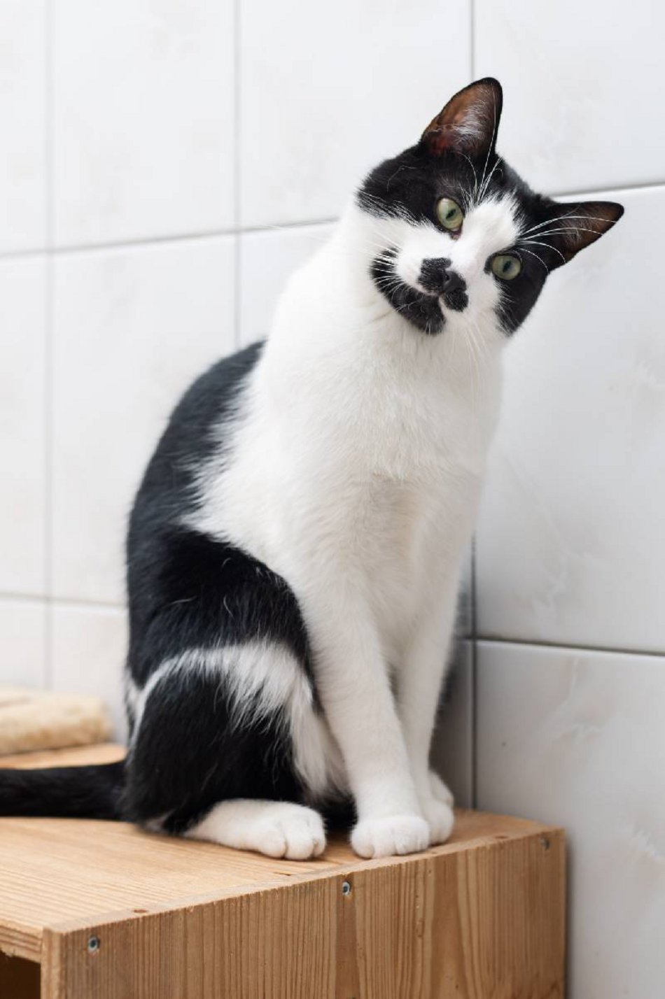 kotek w schronisku dla zwierząt w Łodzi