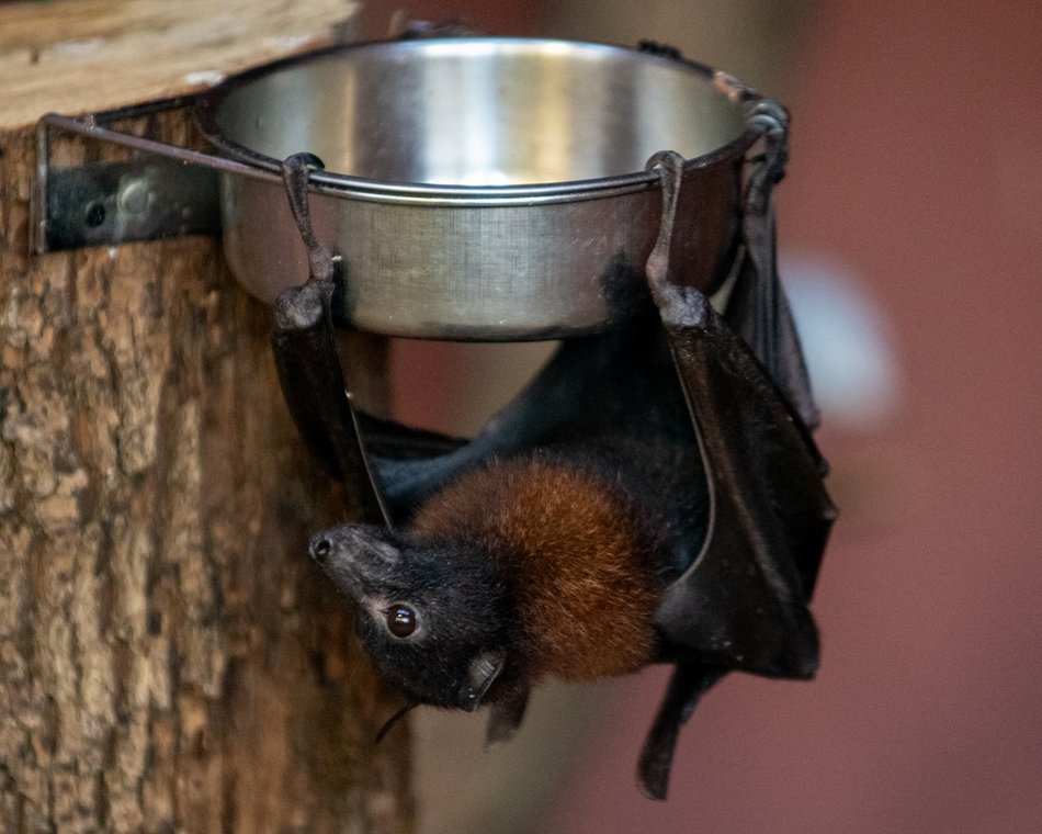 Orientarium Zoo Łódź w 2024 roku powiększyło się o nowych mieszkańców