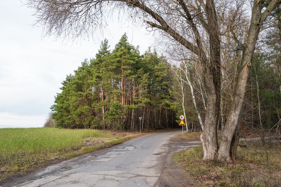 Zimowy spacer wśród zieleni? W Łodzi to możliwe