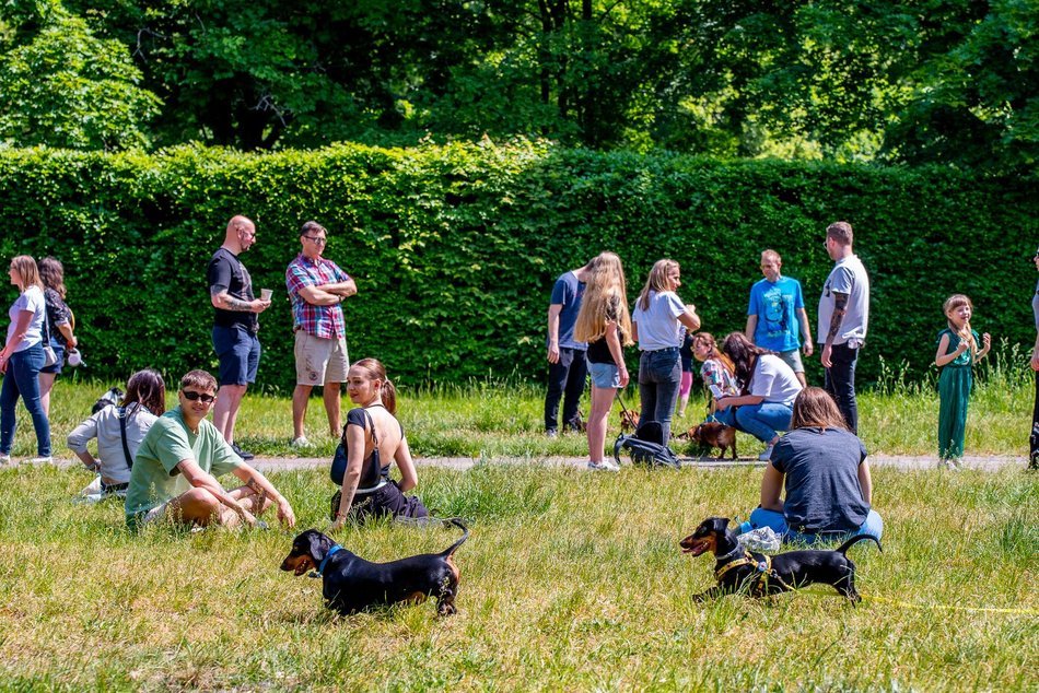 Jamnikówka w parku Poniatowskiego