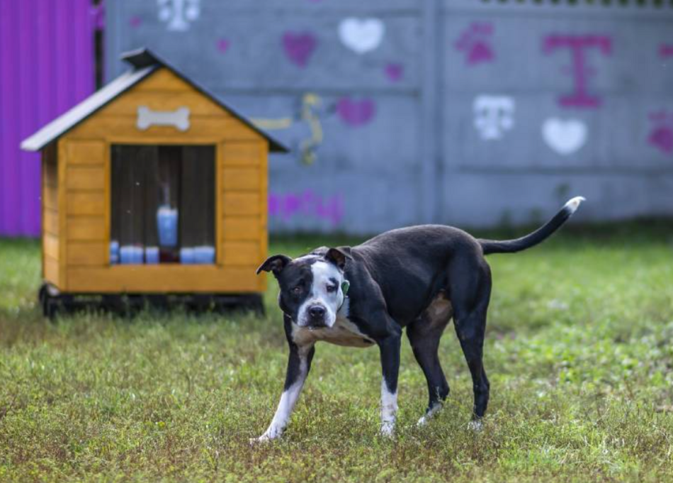 Łódź. Lulu ze schroniska w Łodzi to otwarty i kontaktowy psiak. Podaruj jej nowy dom!