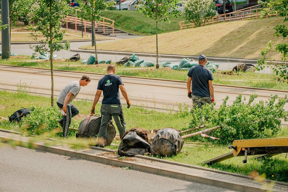 Nowe drzewa przy Wyszyńskiego w Łodzi. Lato na Retkini będzie jeszcze bardziej zielone