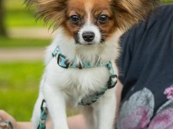 Łódź. Ostatni Psia Polówka w Łodzi za nami. Nic słodszego dziś nie zobaczysz!