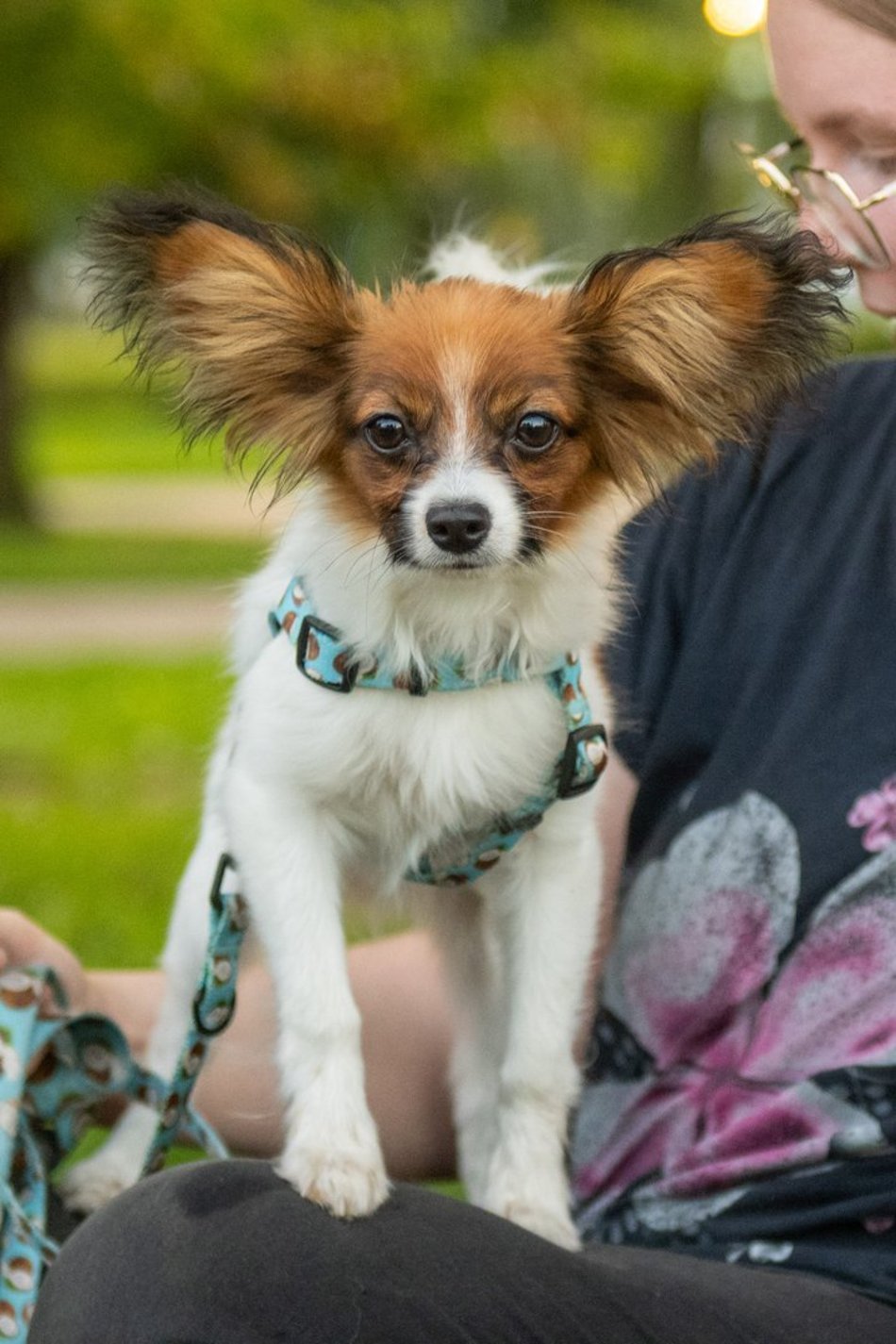 Łódź. Ostatni Psia Polówka w Łodzi za nami. Nic słodszego dziś nie zobaczysz!