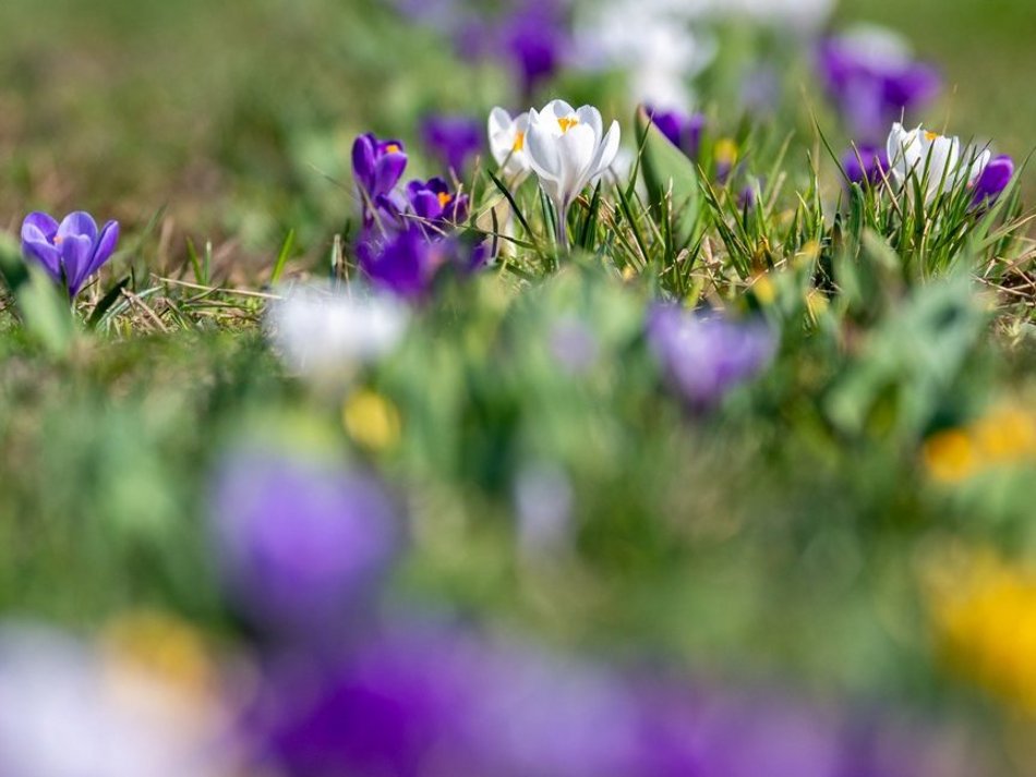 Łódź. Żonkile i krokusy opanowały Piłsudskiego. Wiosna w Łodzi w najpiękniejszym wydaniu