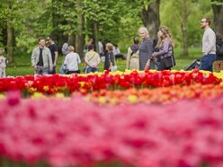 Kwitnące tulipany w Ogrodzie Botanicznym w Łodzi