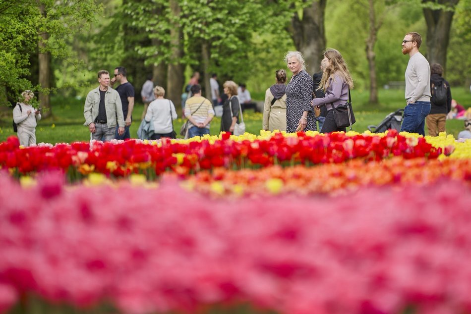 Kwitnące tulipany w Ogrodzie Botanicznym w Łodzi