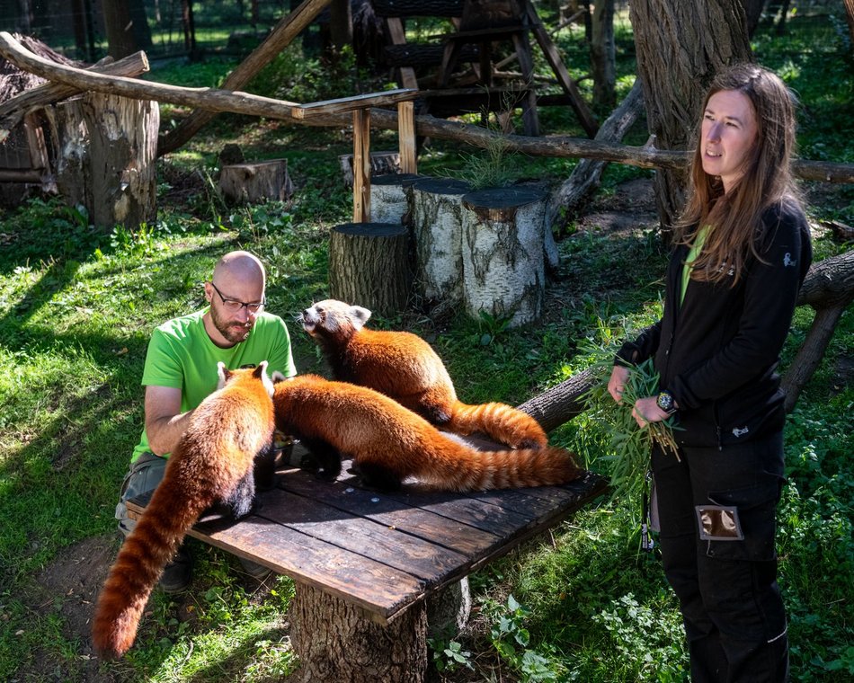 Dzień pandy małej w Orientarium Zoo Łódź