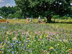 Łąka kwietna na Stawach Jana