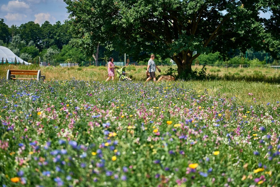 Łąka kwietna na Stawach Jana