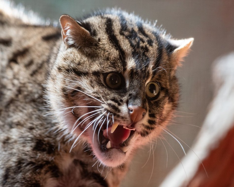 drapieżny kot w Orientarium Zoo Łódź