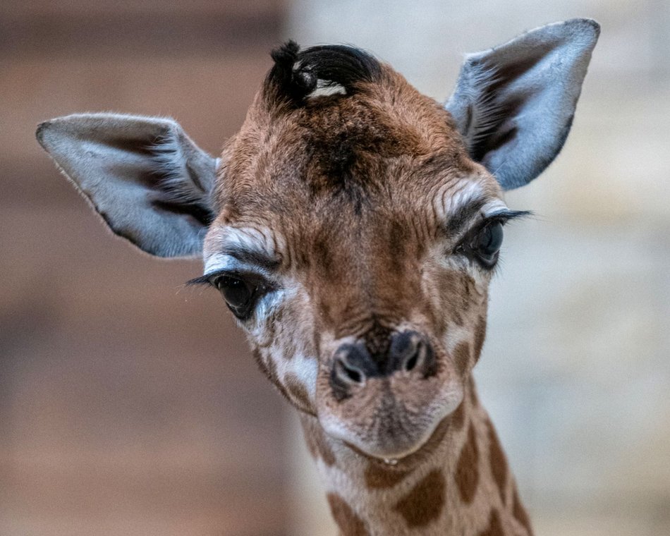 Domino z Orientarium Zoo Łódź ma już rok!