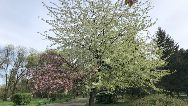 Szok! Drzewa w Łodzi oszalały i kwitną na dwa kolory! Czym jest zjawisko rewersji? [ZDJĘCIA]