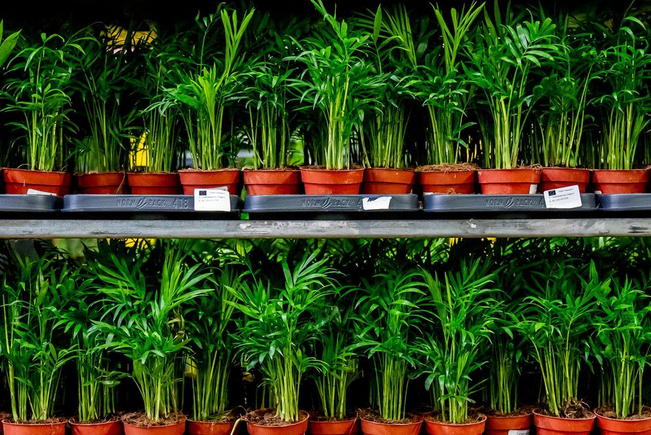 Festiwal Roślin w EC1 Łódź