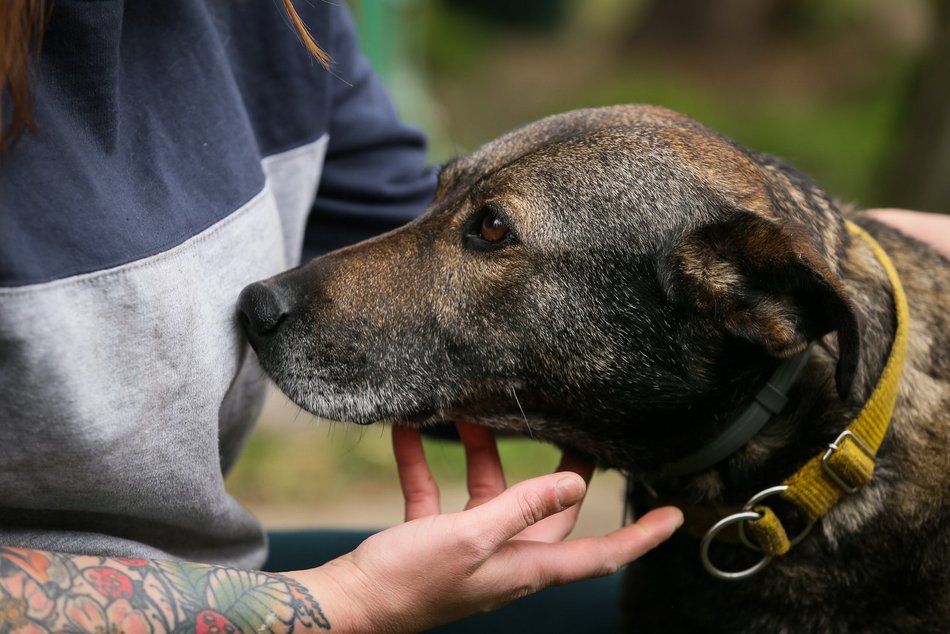 Fundacja Niechciane i Zapomniane pomogła już wielu zwierzętom