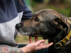 Fundacja Niechciane i Zapomniane pomogła już wielu zwierzętom