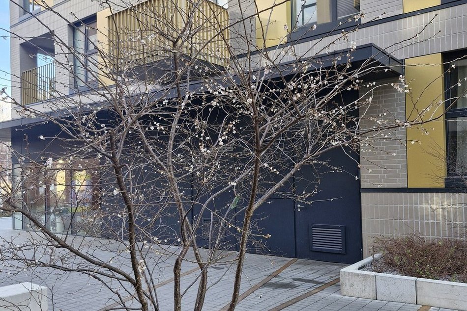 Łódź. Na osiedlu Fuzja kwitną już drzewa