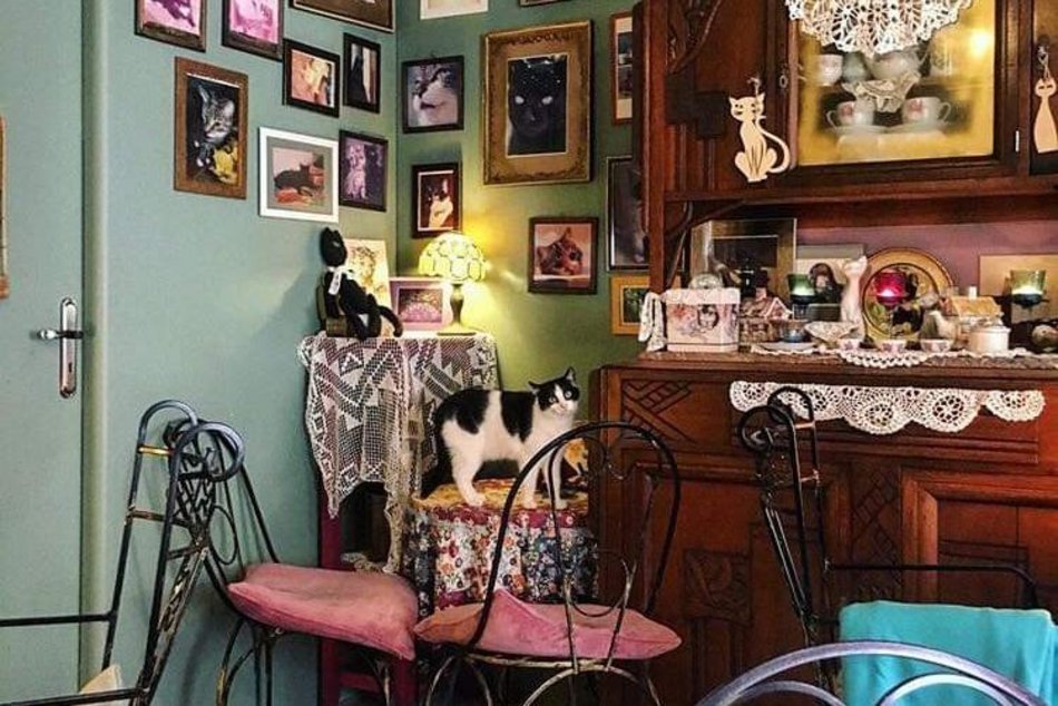 Łódź. Herbaciarnia Kocie Oczy