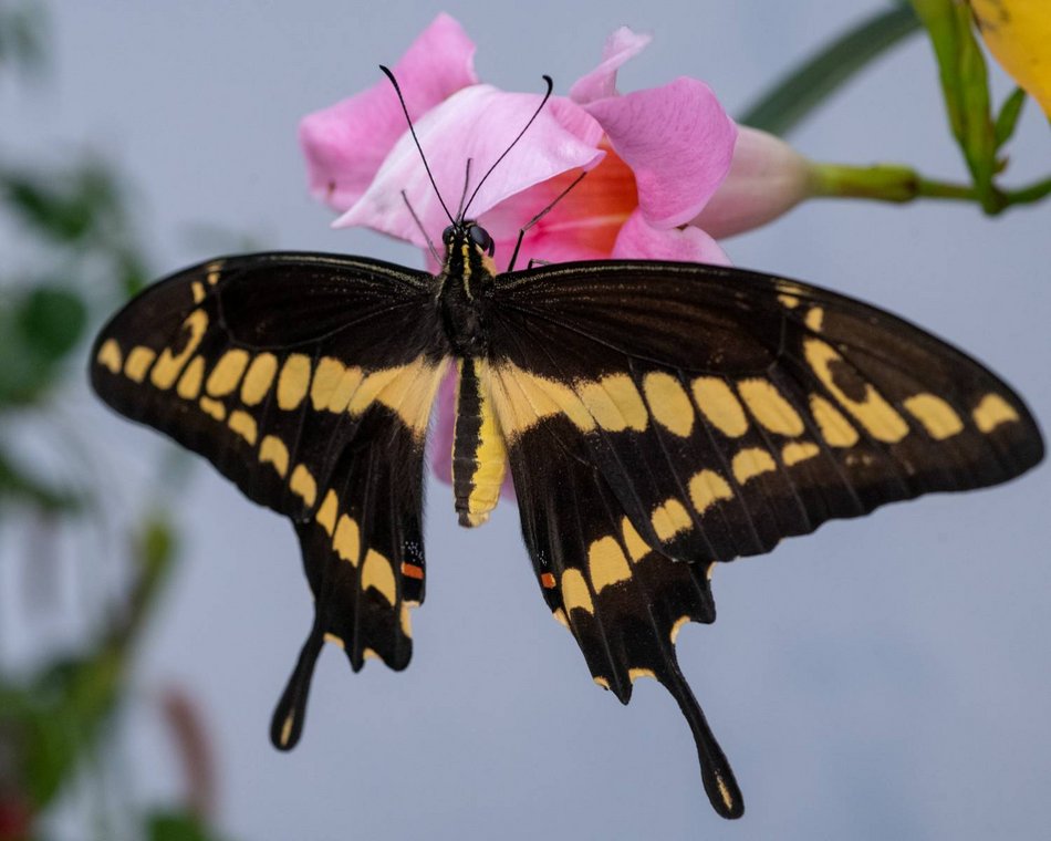 Łódź. Orientarium Zoo Łódź otwiera motylarnię! Spaceruj wśród najpiękniejszych motyli na świecie
