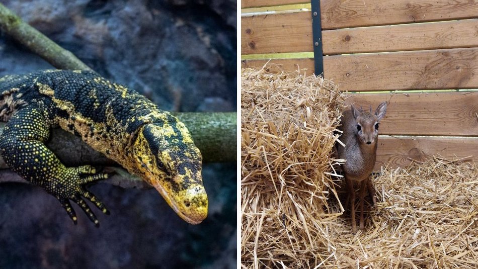 Łódź. Nowi mieszkańcy w Orientarium Zoo Łódź! Mała antylopa, cichy łowca, gość z Filipin i nocny akrobata