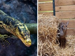 Łódź. Nowi mieszkańcy w Orientarium Zoo Łódź! Mała antylopa, cichy łowca, gość z Filipin i nocny akrobata