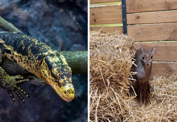 Łódź. Nowe zwierzęta w Orientarium Zoo Łódź!