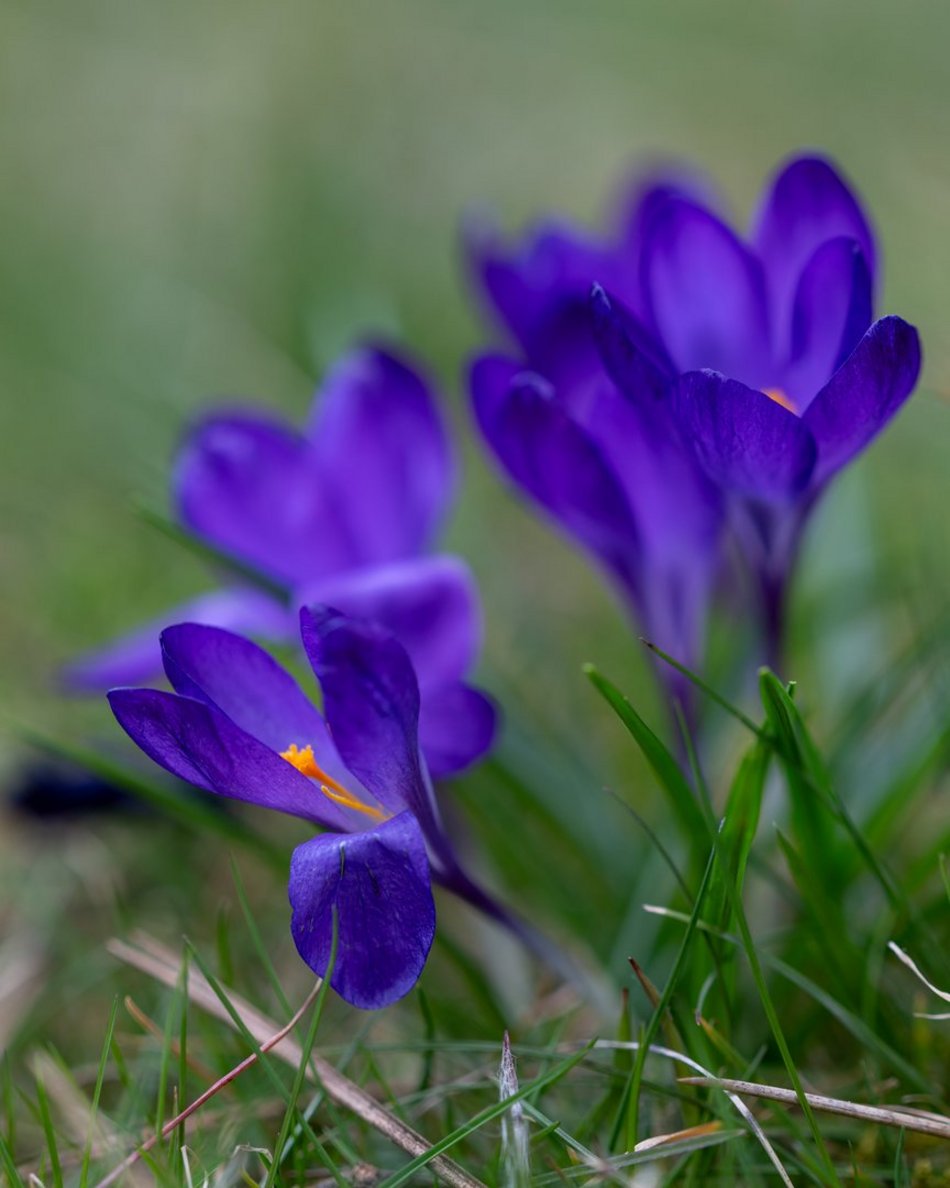 Wiosenny Ogród Botaniczny w Łodzi. Spacer wśród budzącej się do życia przyrody