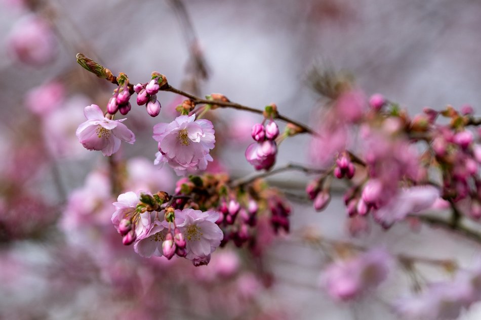 Wiosenny Ogród Botaniczny w Łodzi. Spacer wśród budzącej się do życia przyrody