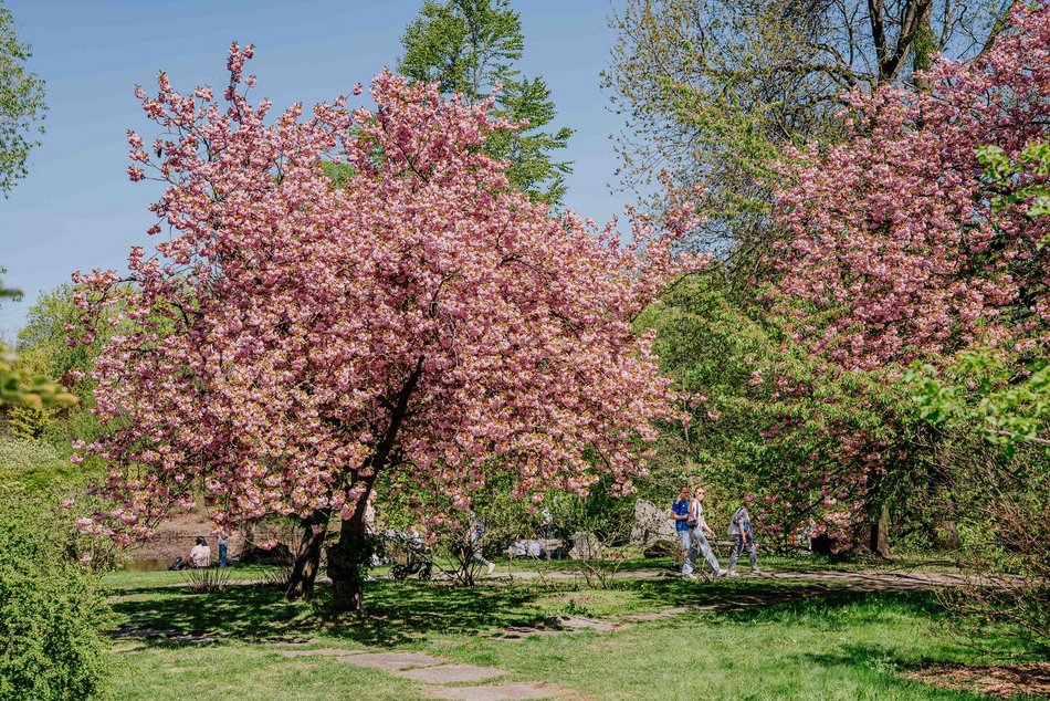Łódź. Ogród Botaniczny w Łodzi w wiosennej odsłonie