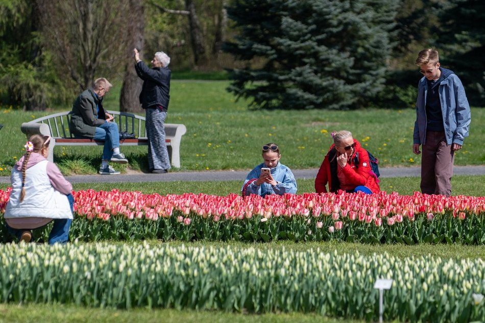 Łódź. Tysiące tulipanów w Ogrodzie Botanicznym w Łodzi. Przyjdź i zobacz je na własne oczy!