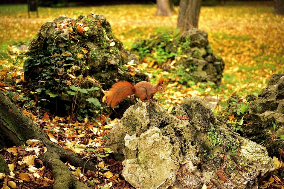 Łódź. Jesień w parku Źródliska w Łodzi. Nie wybrać się tam na spacer to grzech!