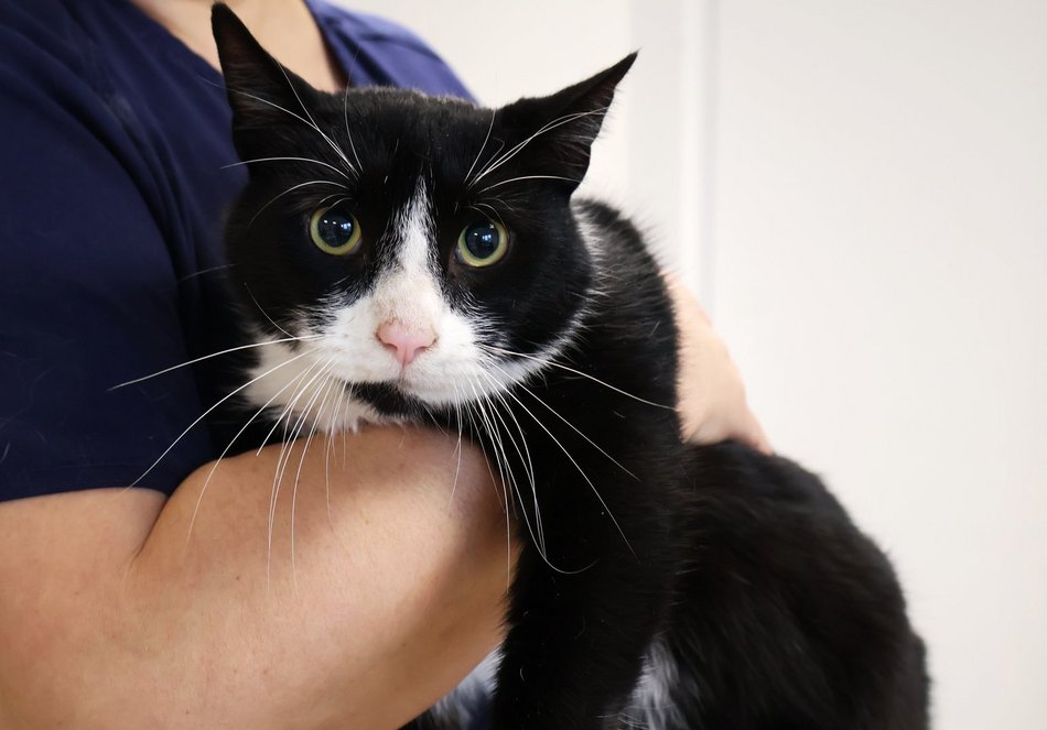 Łódź. Kraty schroniska w Łodzi zamiast choinki