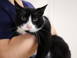 Łódź. Kraty schroniska w Łodzi zamiast choinki