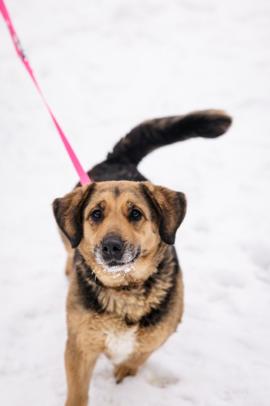 Łódź. Psy ze schroniska w Łodzi znów na spacerze! Dla tych wesołych pyszczków aż chce się chodzić!