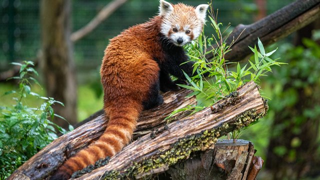 Pandy małe z Orientarium Zoo Łódź obchodzą swoje święto. Poznaj je lepiej! [ZDJĘCIA]