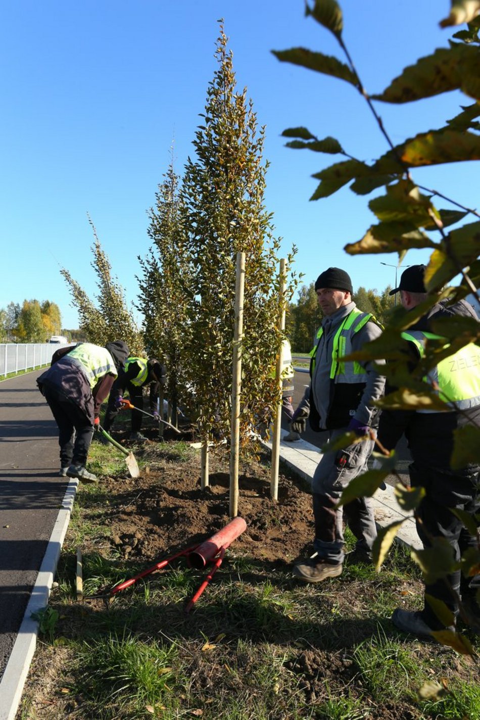 Sadzenie drzew przy Trasie Górna