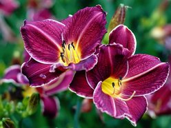 Łódź. Tydzień Liliowców w Ogrodzie Botanicznym w Łodzi. To prawie 16 tysięcy roślin!