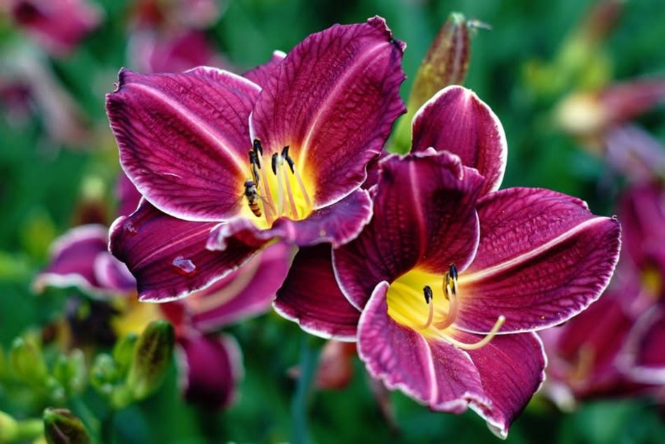 Łódź. Tydzień Liliowców w Ogrodzie Botanicznym w Łodzi. To prawie 16 tysięcy roślin!