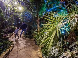 Łódź. Andrzejki w Palmiarni w Łodzi – nocne zwiedzanie w tropikalnym klimacie